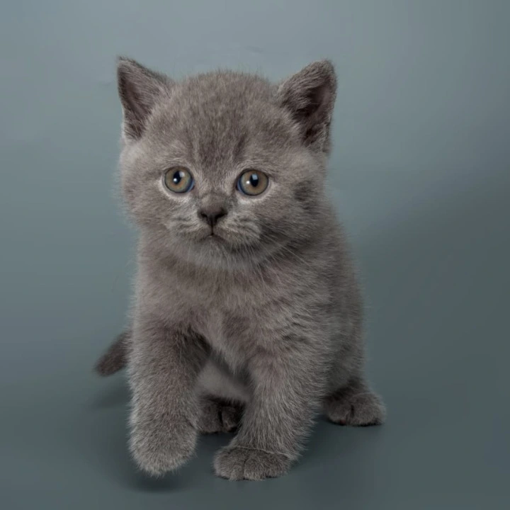 Illarion British Shorthair Kittens | Kittens for sale. 