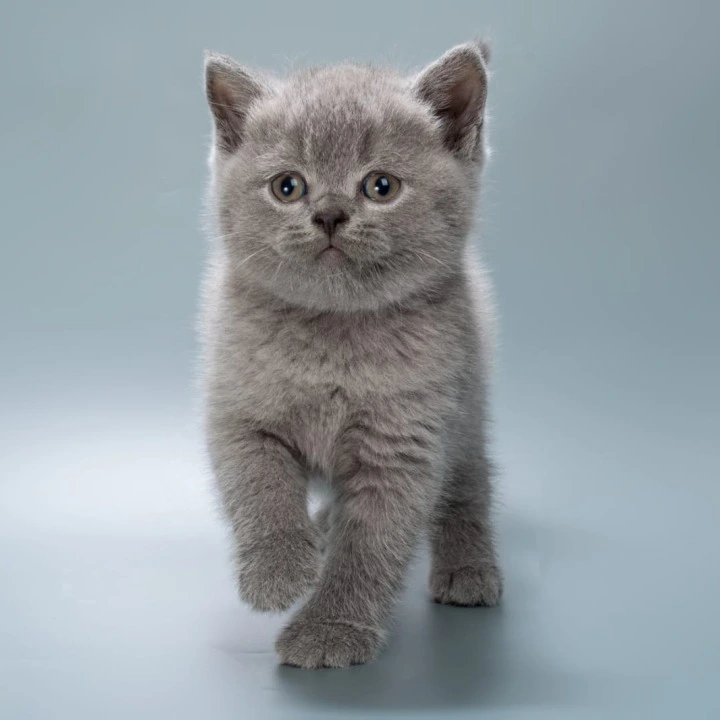 Illarion British Shorthair Kittens | Kittens for sale. 