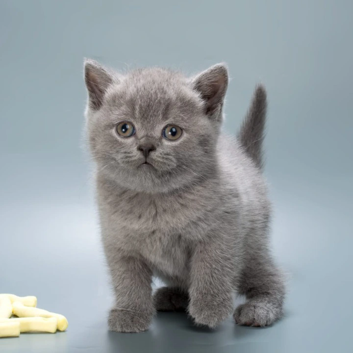 Illarion British Shorthair Kittens | Kittens for sale. 