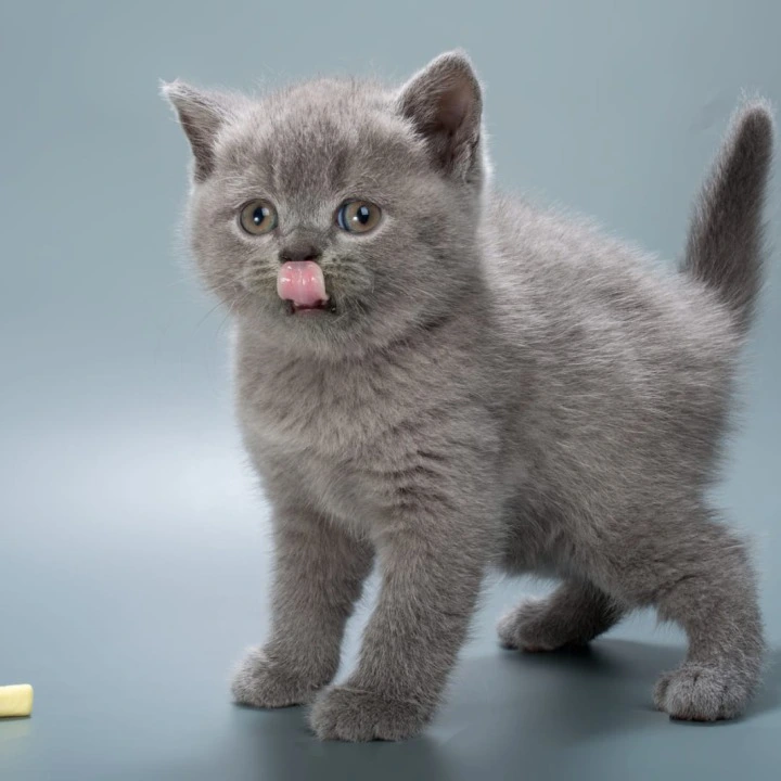 Illarion British Shorthair Kittens | Kittens for sale. 