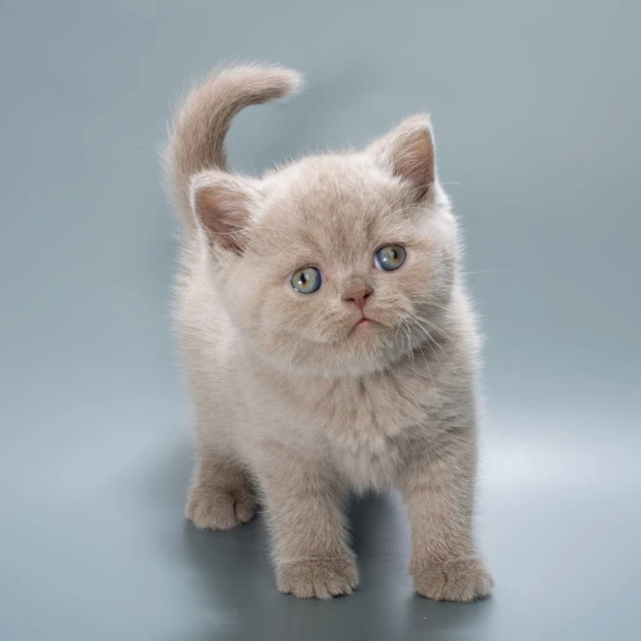 Ilya British Shorthair Kittens | Buy a kitten. 