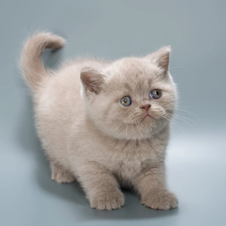 Ilya British Shorthair Kittens | Buy a kitten. 