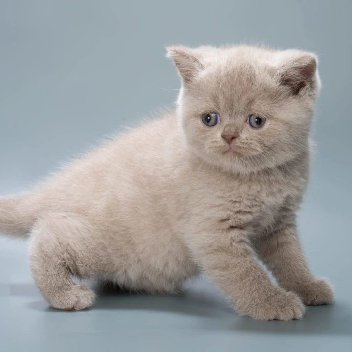 Ilya British Shorthair Kittens | Buy a kitten. 