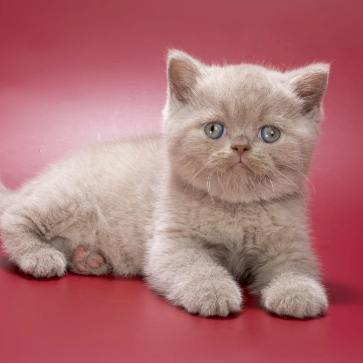 Ilya British Shorthair Kittens | Buy a kitten. 