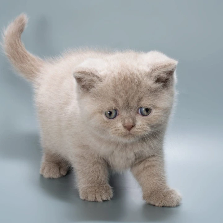 Ilya British Shorthair Kittens | Buy a kitten. 