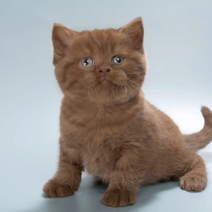 Ivan British Shorthair Kittens | Large selection of kittens. 