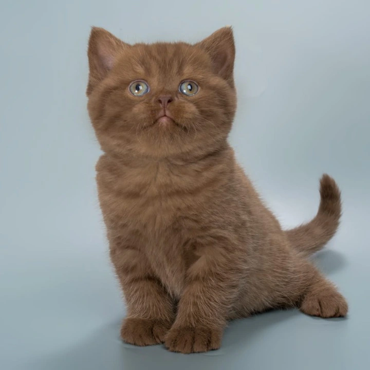 Ivan British Shorthair Kittens | Large selection of kittens.