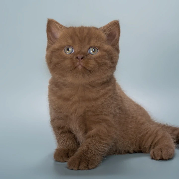 Ivan British Shorthair Kittens | Large selection of kittens.