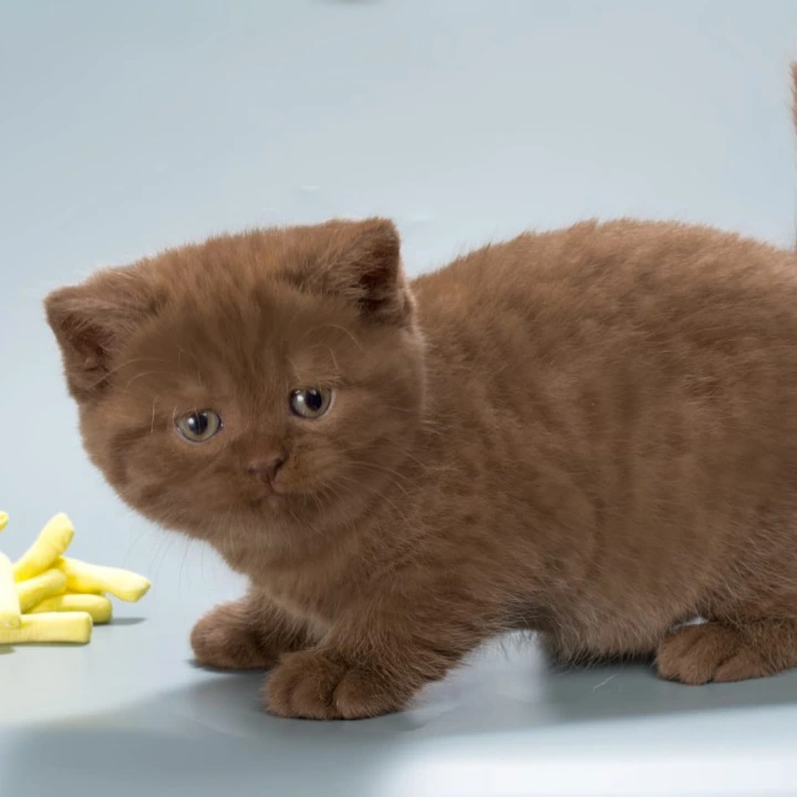 Ivan British Shorthair Kittens | Large selection of kittens.