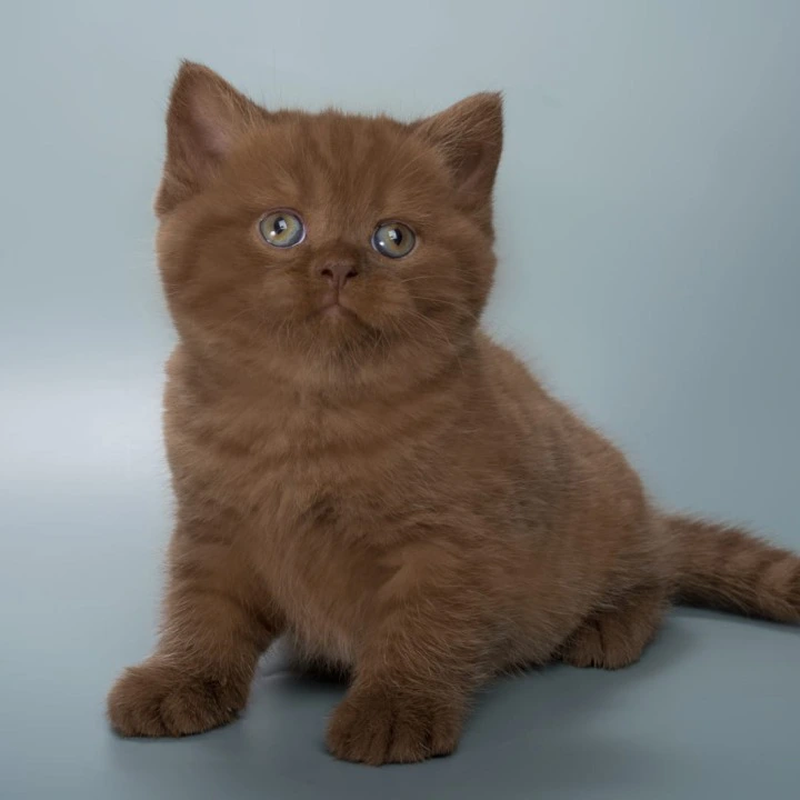 Ivan British Shorthair Kittens | Large selection of kittens. 