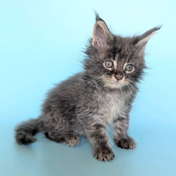 Viking Maine Coon Kittens | Large selection of kittens. 