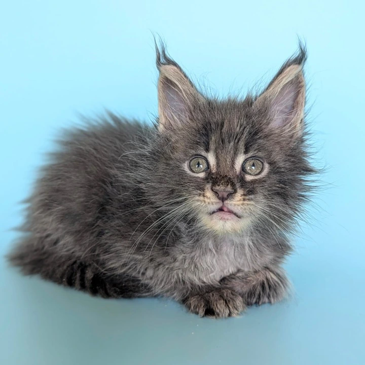 Viking Maine Coon Kittens | Large selection of kittens. 