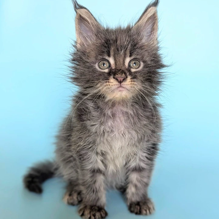 Viking Maine Coon Kittens | Large selection of kittens. 