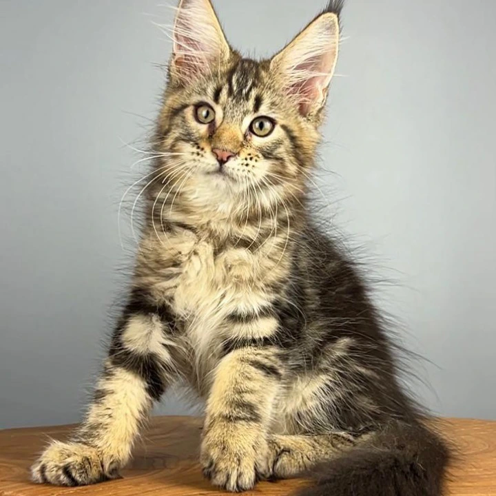 Q-Mar Maine Coon Kittens | Kittens for sale. 