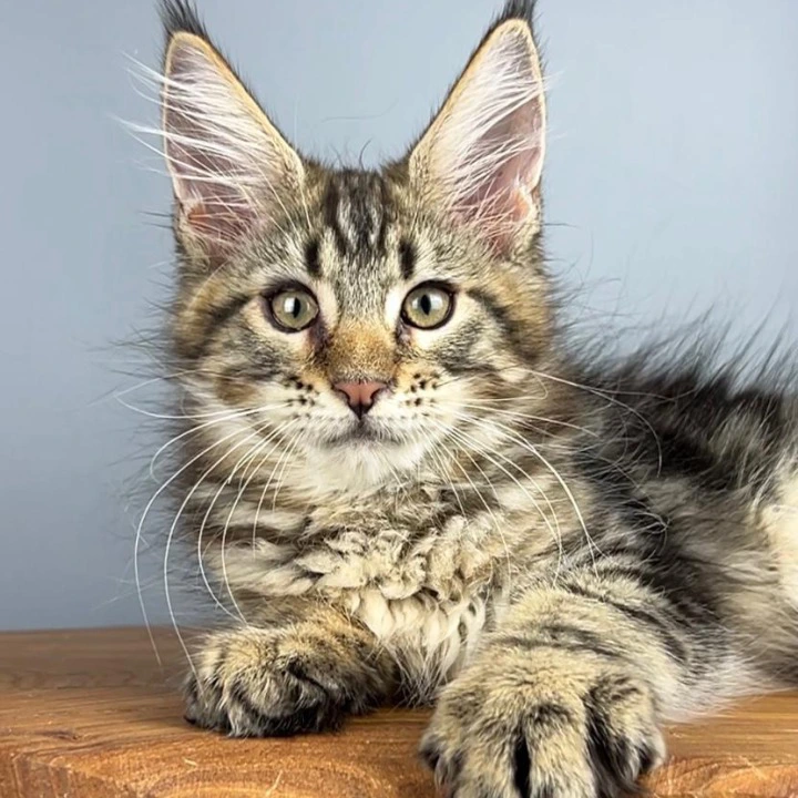 Q-Mar Maine Coon Kittens | Kittens for sale. 