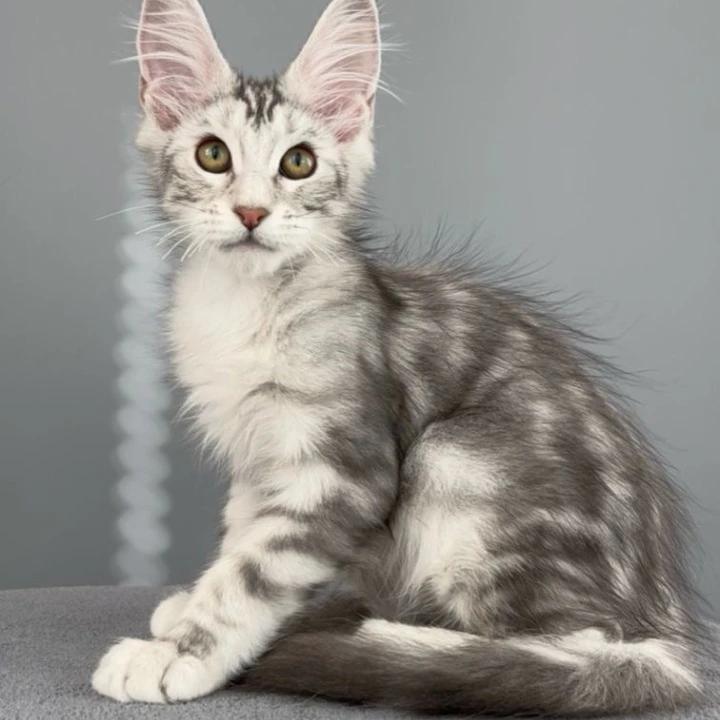 Ostin Maine Coon Kittens | Kittens for sale. 
