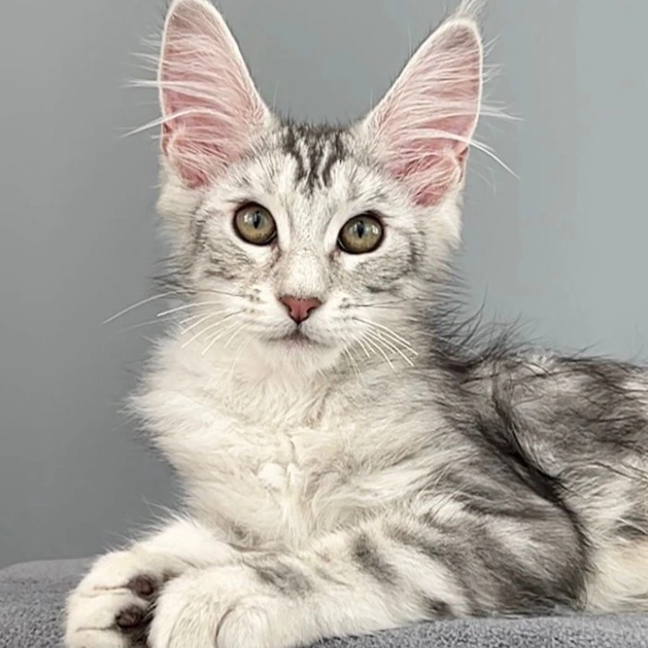 Ostin Maine Coon Kittens | Kittens for sale. 