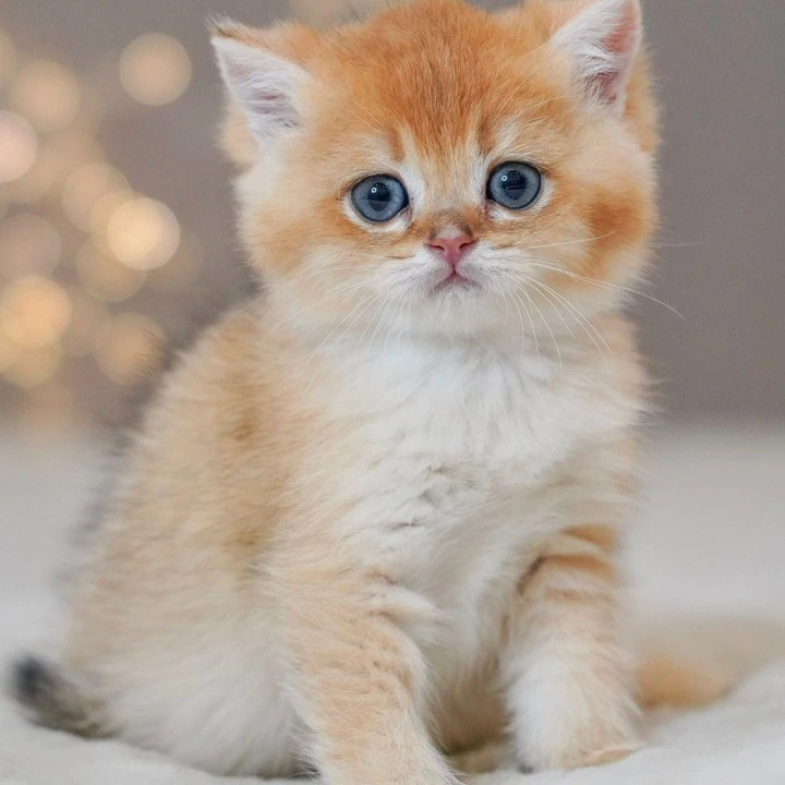 Qasper Maine Coon Kittens | Large selection of kittens. 