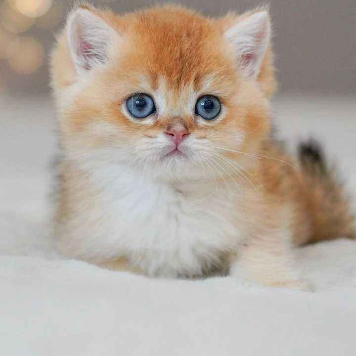 Qasper Maine Coon Kittens | Large selection of kittens.