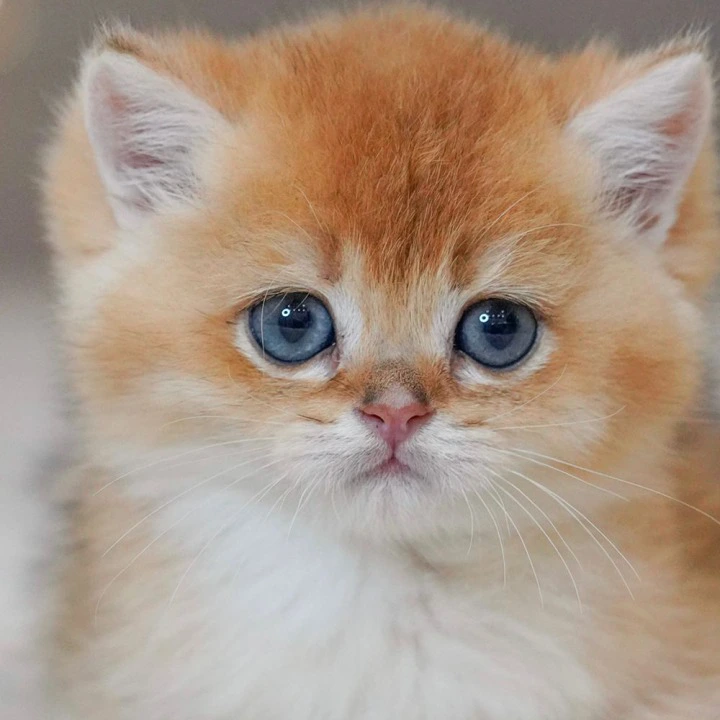 Qasper Maine Coon Kittens | Large selection of kittens.