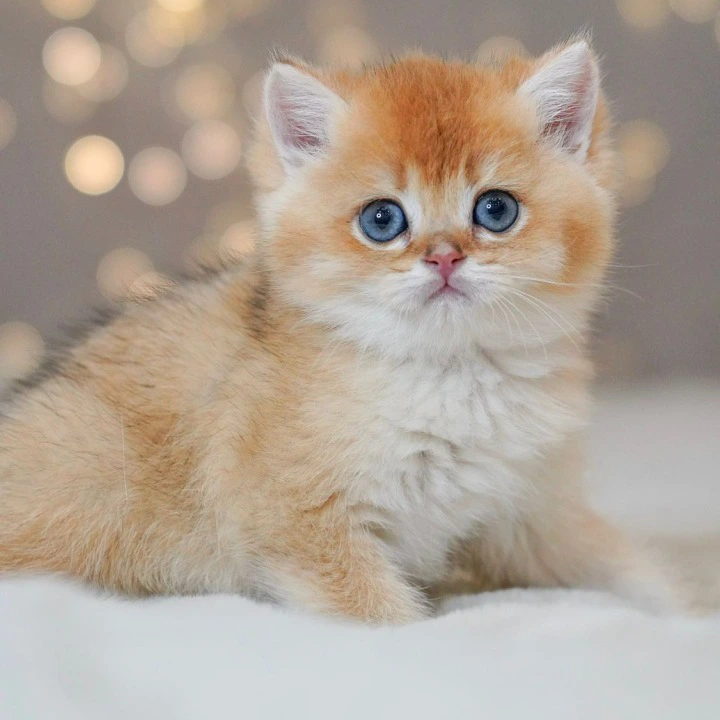 Qasper Maine Coon Kittens | Large selection of kittens. 