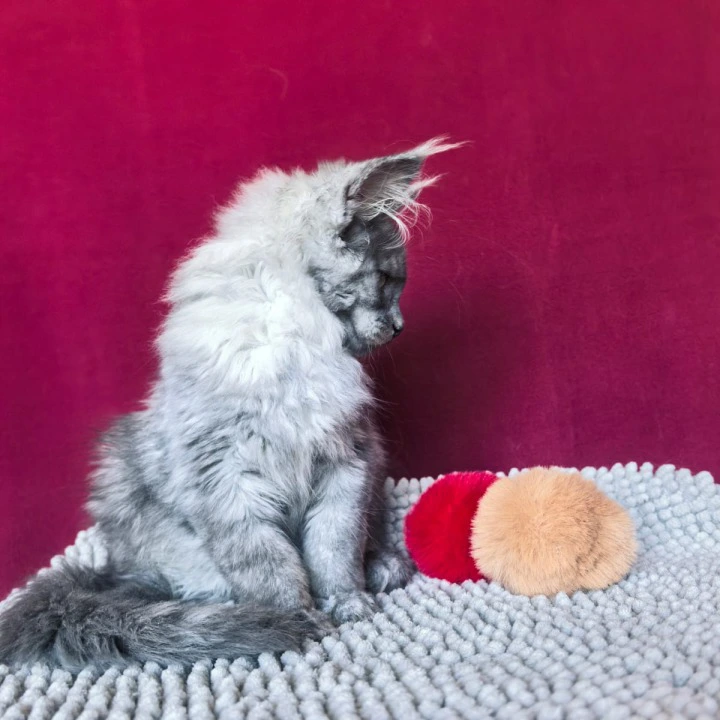 Quintet Maine Coon Kittens | Buy a kitten. 