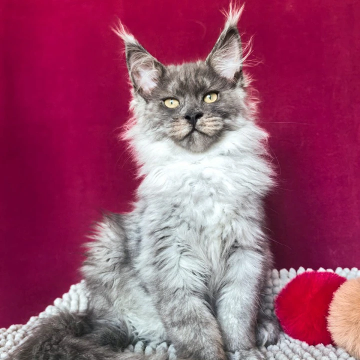 Quintet Maine Coon Kittens | Buy a kitten.