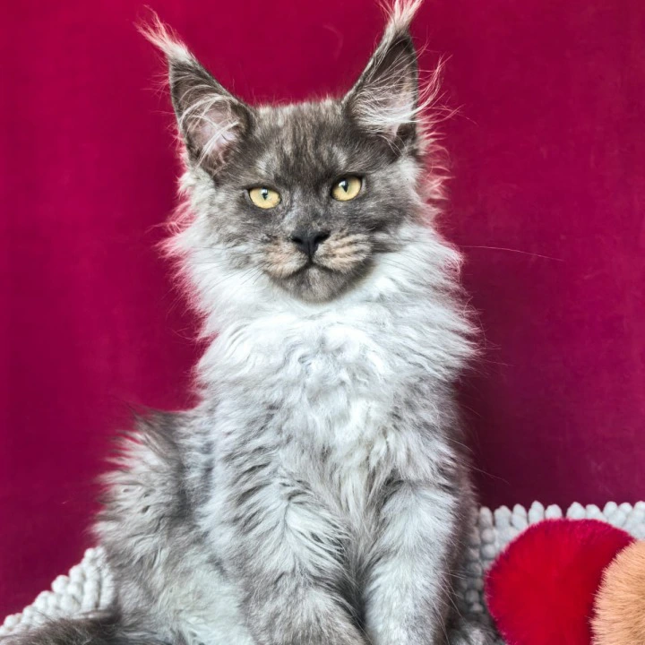 Quintet Maine Coon Kittens | Buy a kitten.