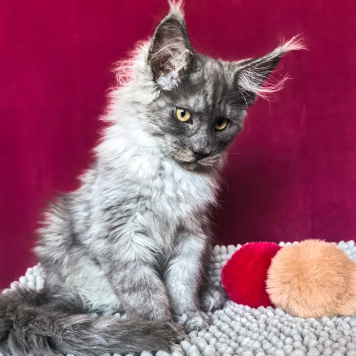 Quintet Maine Coon Kittens | Buy a kitten.