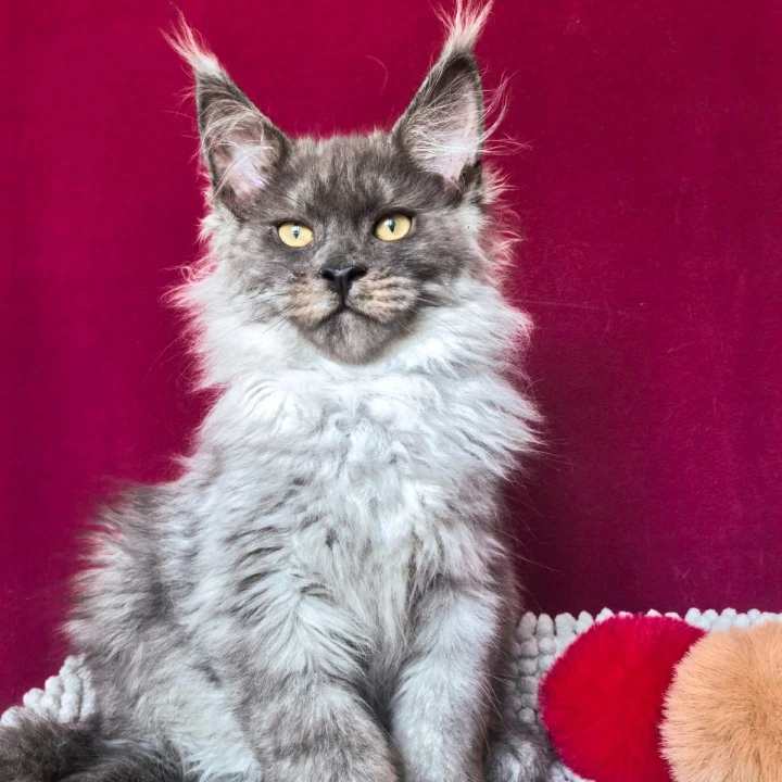 Quintet Maine Coon Kittens | Buy a kitten. 