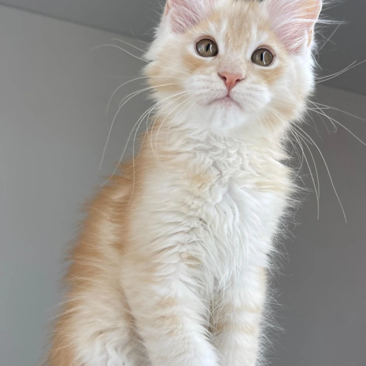 Nikki Maine Coon Kittens | Large selection of kittens. 