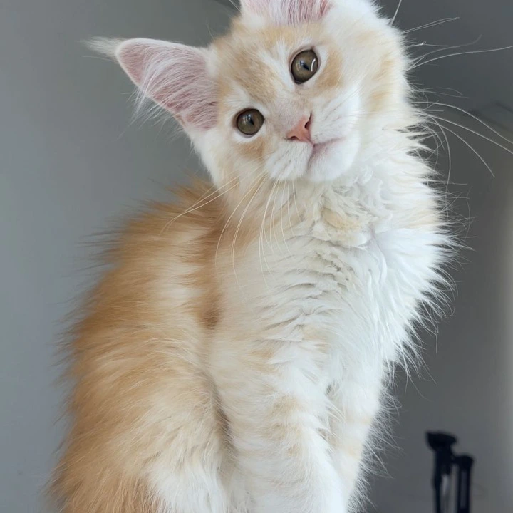 Nikki Maine Coon Kittens | Large selection of kittens. 