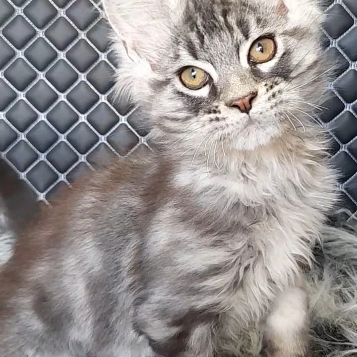 Xavier Maine Coon Kittens | Large selection of kittens. 