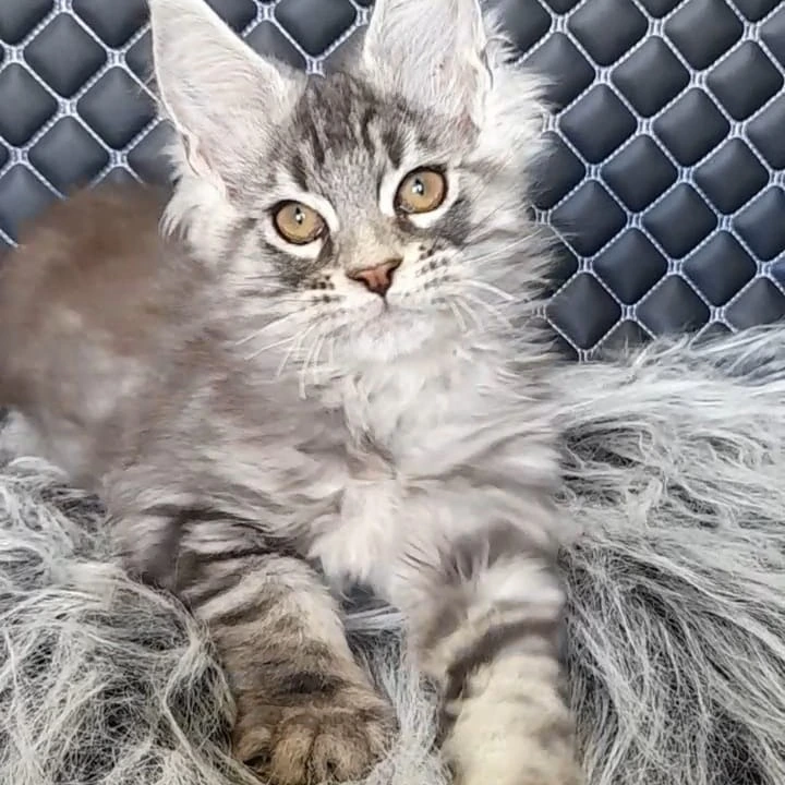 Xavier Maine Coon Kittens | Large selection of kittens. 