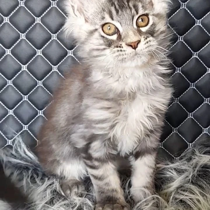 Xavier Maine Coon Kittens | Large selection of kittens. 