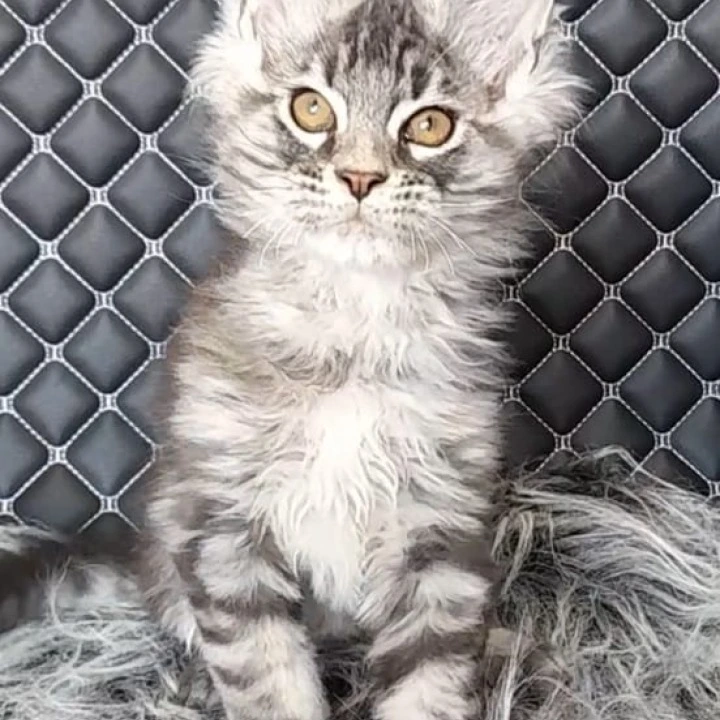 Xavier Maine Coon Kittens | Large selection of kittens. 