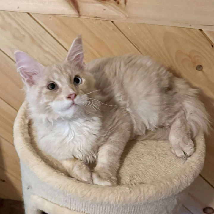 Ostin MCO Maine Coon Kittens | Large selection of kittens. 