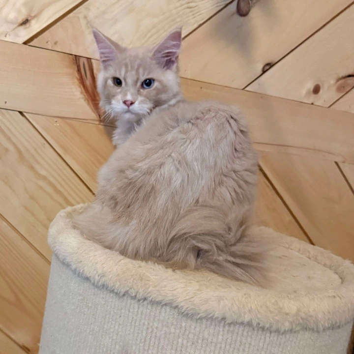 Ostin MCO Maine Coon Kittens | Large selection of kittens. 