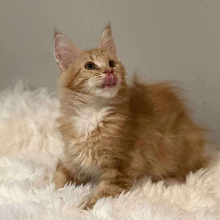 Brian MCO Maine Coon Kittens | Buy a kitten. 