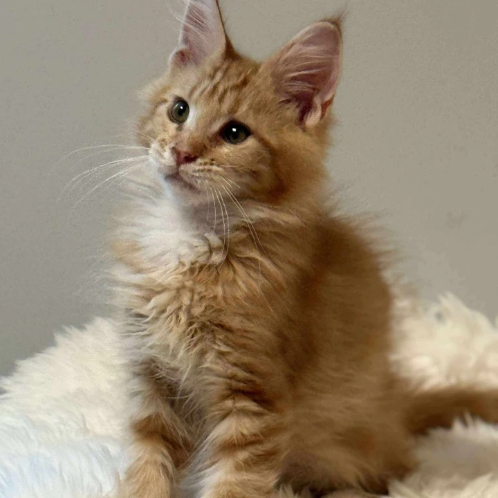 Brian MCO Maine Coon Kittens | Buy a kitten. 