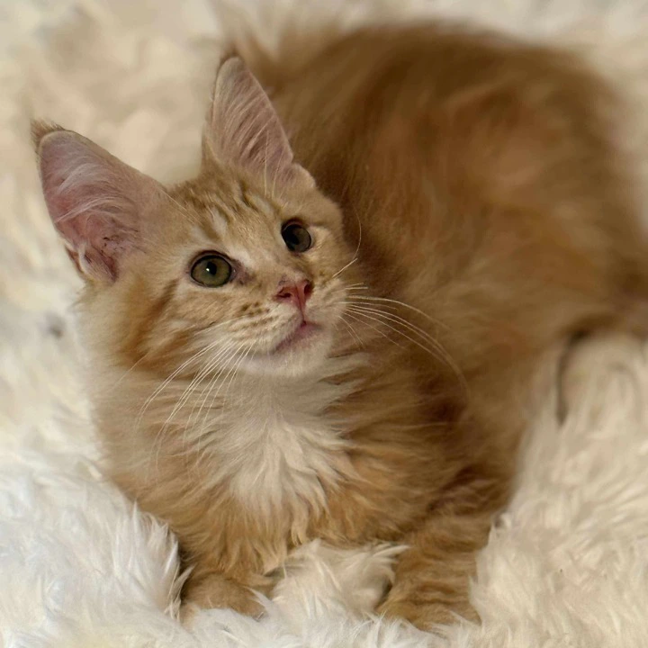 Brian MCO Maine Coon Kittens | Buy a kitten. 