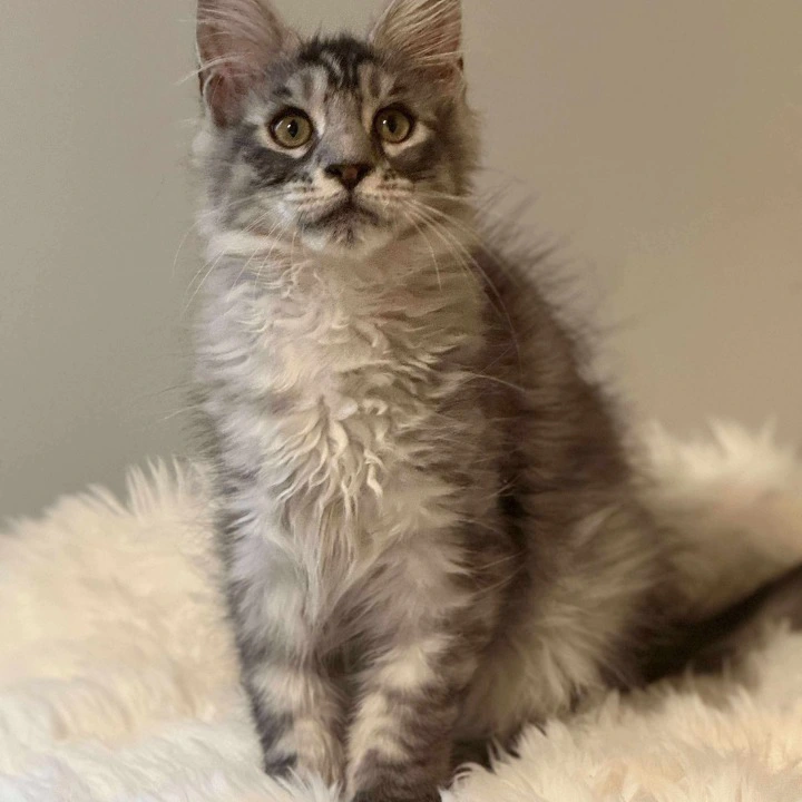 Archie MCO Maine Coon Kittens | Kittens for sale. 