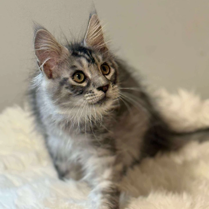 Archie MCO Maine Coon Kittens | Kittens for sale. 