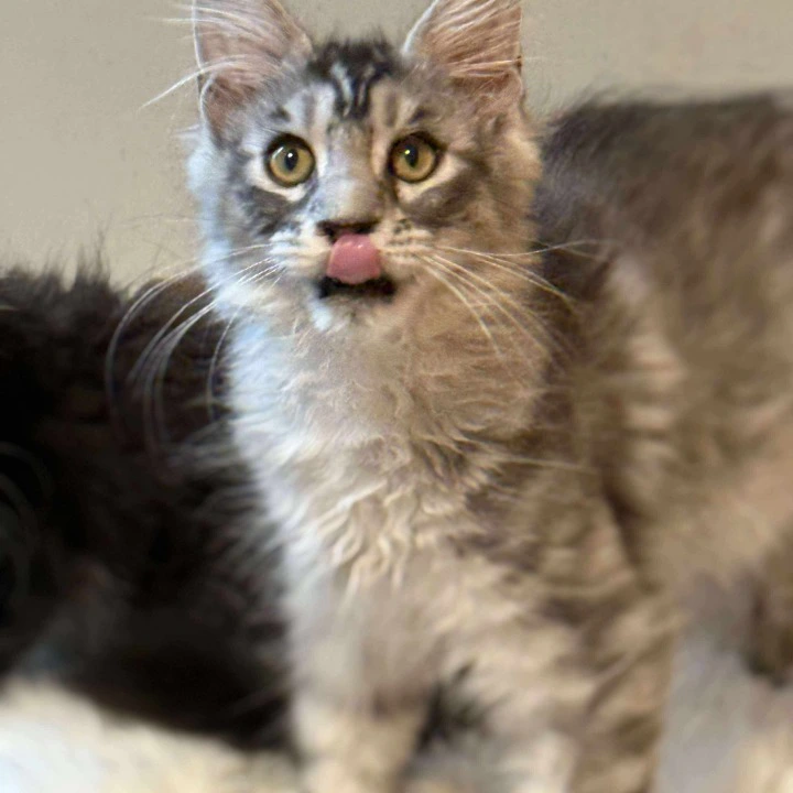 Archie MCO Maine Coon Kittens | Kittens for sale. 
