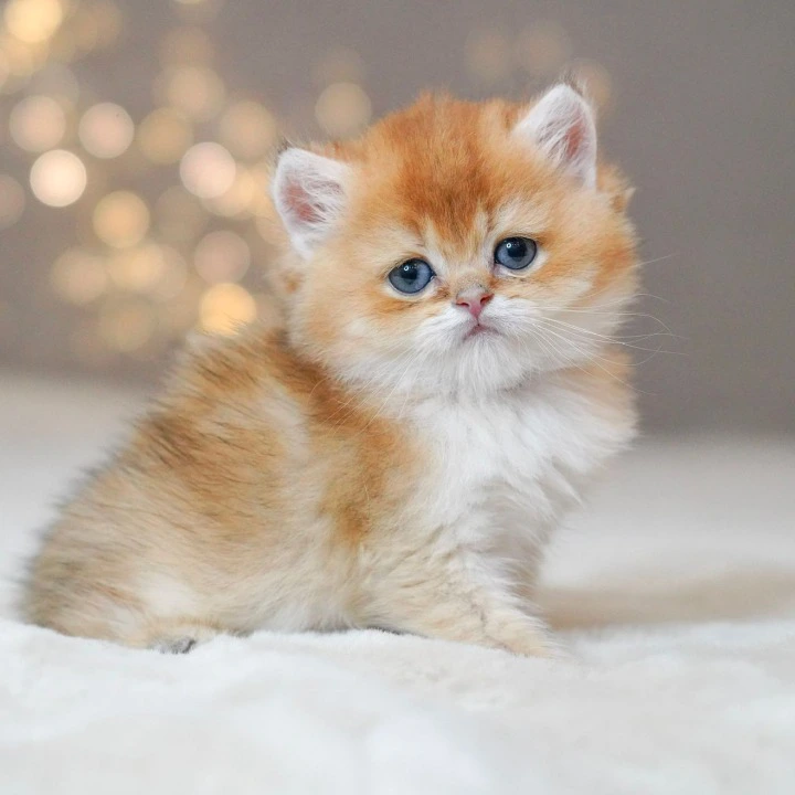Quentin A Maine Coon Kittens | Buy a kitten. 