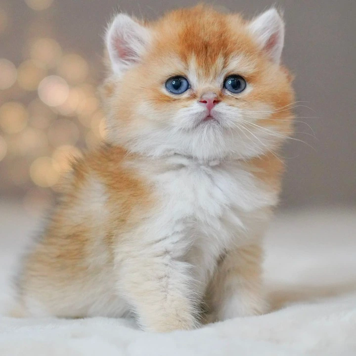 Quentin A Maine Coon Kittens | Buy a kitten. 
