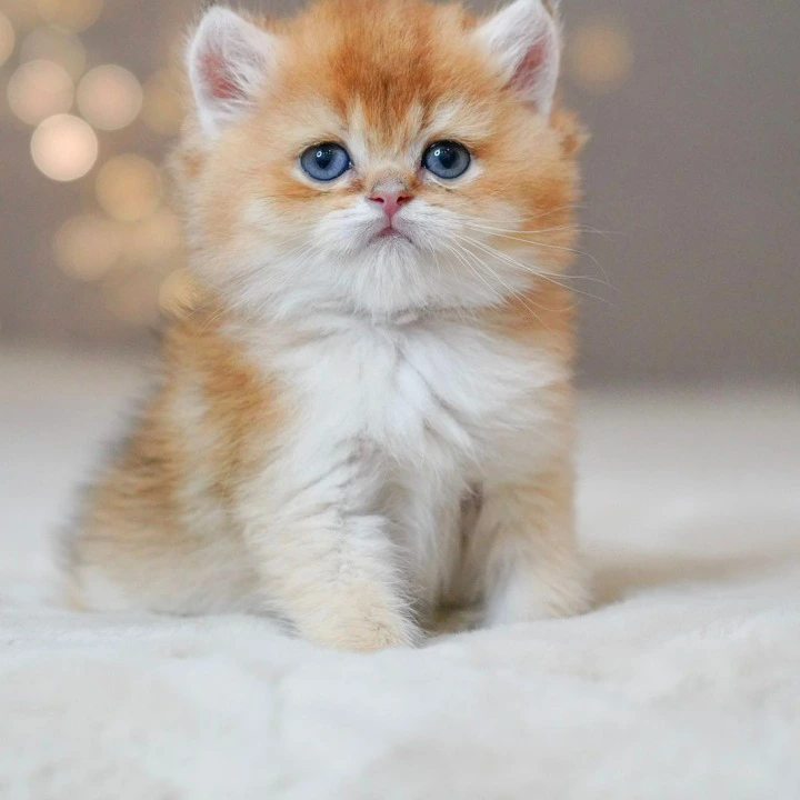 Quentin A Maine Coon Kittens | Buy a kitten. 