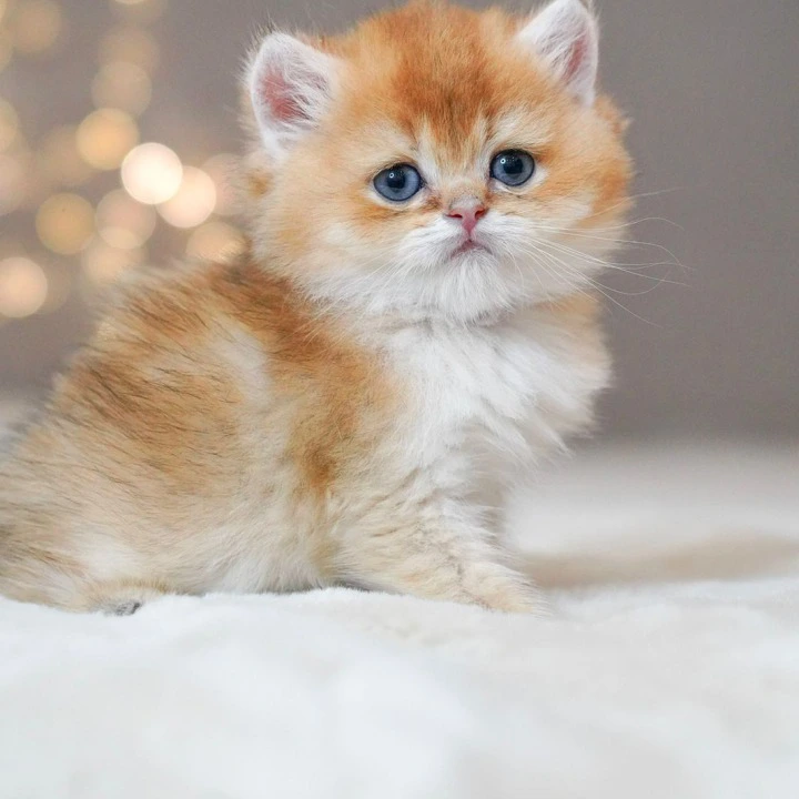 Quentin A Maine Coon Kittens | Buy a kitten. 