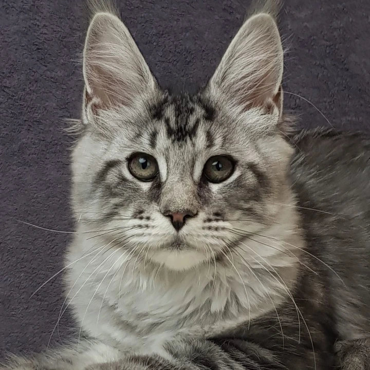 Patricia (B) Maine Coon Kittens | Kittens for sale. 