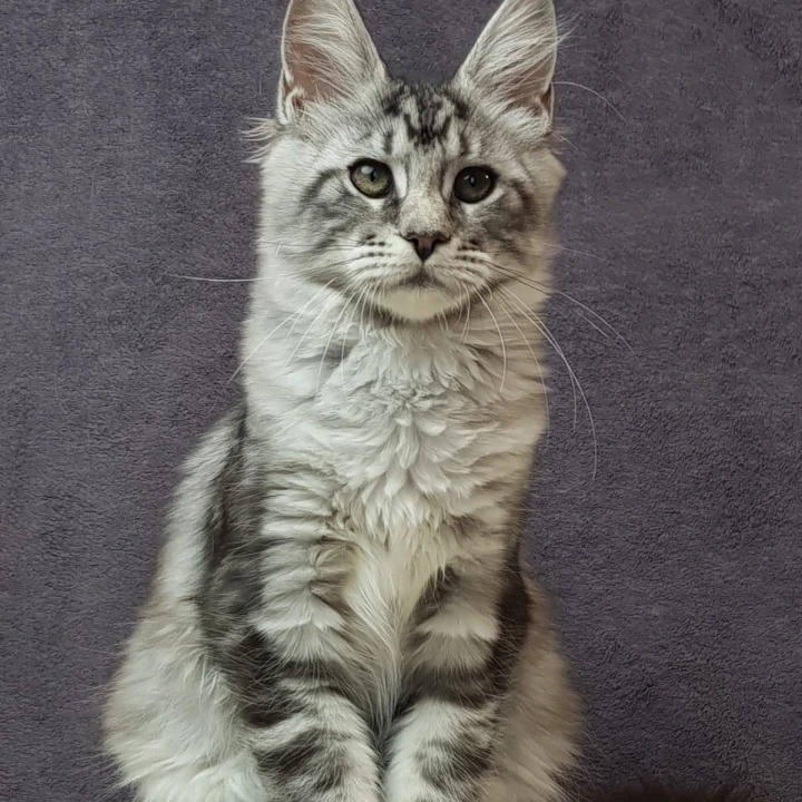 Patricia (B) Maine Coon Kittens | Kittens for sale. 